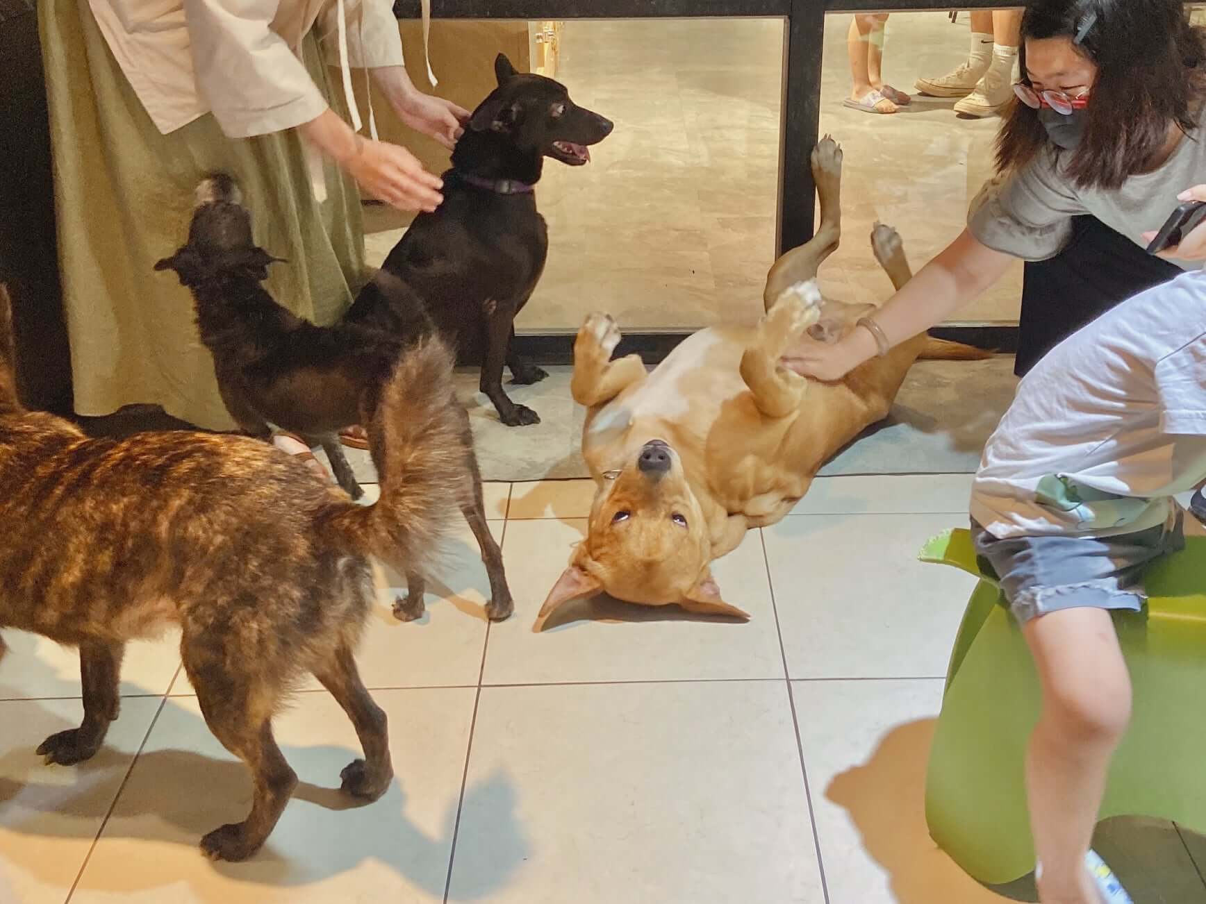 一群狗狗在跟客人玩